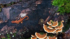 Nature Green mushrooms wet lizards