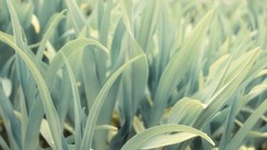 Nature Green natural