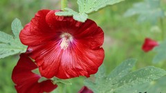 Nature Green nature's prophet