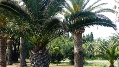 Nature Green palm trees