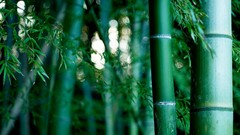 Nature Green Plants bamboo