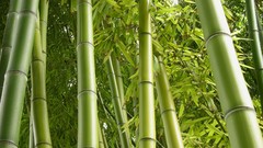 Nature Green Plants bamboo jungle