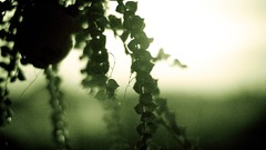 Nature Green Plants bokeh