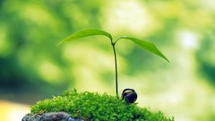 Nature Green Plants bugs