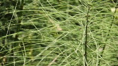 Nature Green Plants depth of field