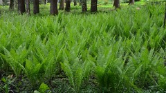 Nature Green Plants Ferns forests