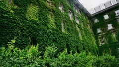 Nature Green Plants houses bushes ivy