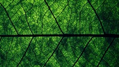 Nature Green Plants leaf