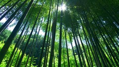 Nature Green Plants sunlight