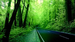 Nature Green roads forests