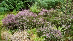 Nature Green Scotland