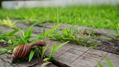 Nature Green snails molluscs