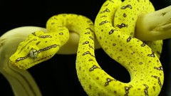 Nature Green snakes python