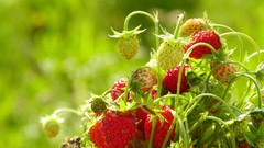 Nature Green strawberries fruits