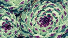 Nature Green water drops Cauliflowers