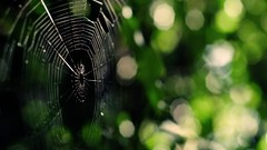 Nature Green web spiders insects