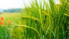 Nature Green wheat