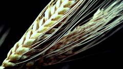 Nature Green wheat sheet