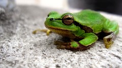Nature Green woman close-up Frogs amphibians