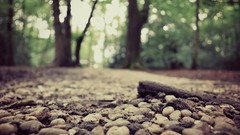 Nature ground forests