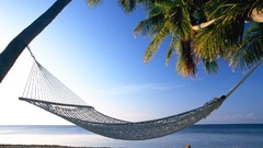 Nature hammock palm trees Beaches