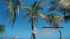 Nature hammock palm trees Beaches belize