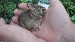 Nature hands rabbits baby animals