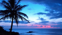 Nature Hawaii palm trees