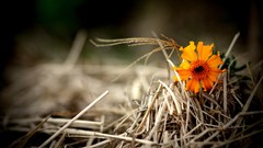 Nature hay yellow flowers
