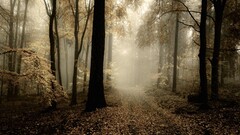 nature hdr forest mist Trees path leaves Beige fall gloomy