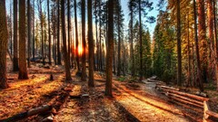 nature hdr forest sunset path Trees sunlight landscape