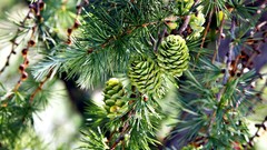 Nature HDR Photography