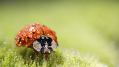 Nature HDR Photography ladybirds