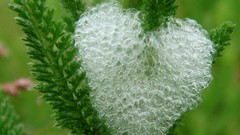 Nature Hearts