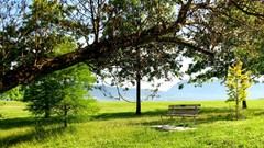 Nature heaven bench
