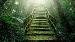Nature heaven Rainforest stairways