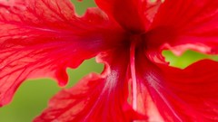 Nature hibiscus costa rica red flowers