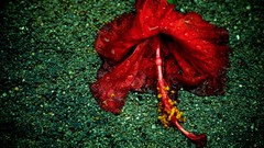 Nature hibiscus national geographic