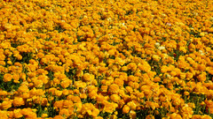 Nature high Resolution