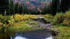 Nature hills forest Lake