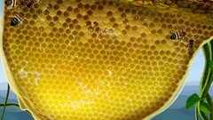 Nature honeycomb honey 3d
