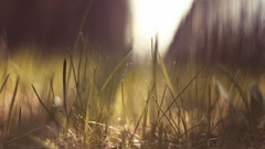 Nature horizon grass macro