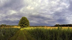 Nature horizon Trees fields
