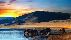 nature horse landscape Animals