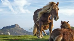 Nature Horses