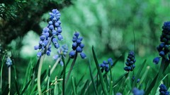 Nature hyacinths blue flowers