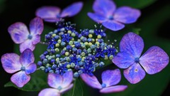 Nature Hydrangeas