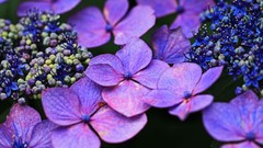 Nature Hydrangeas