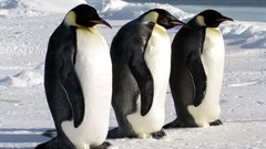 Nature ice emperor penguins