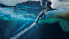 Nature ice Penguins Speed launch underwater national geographic